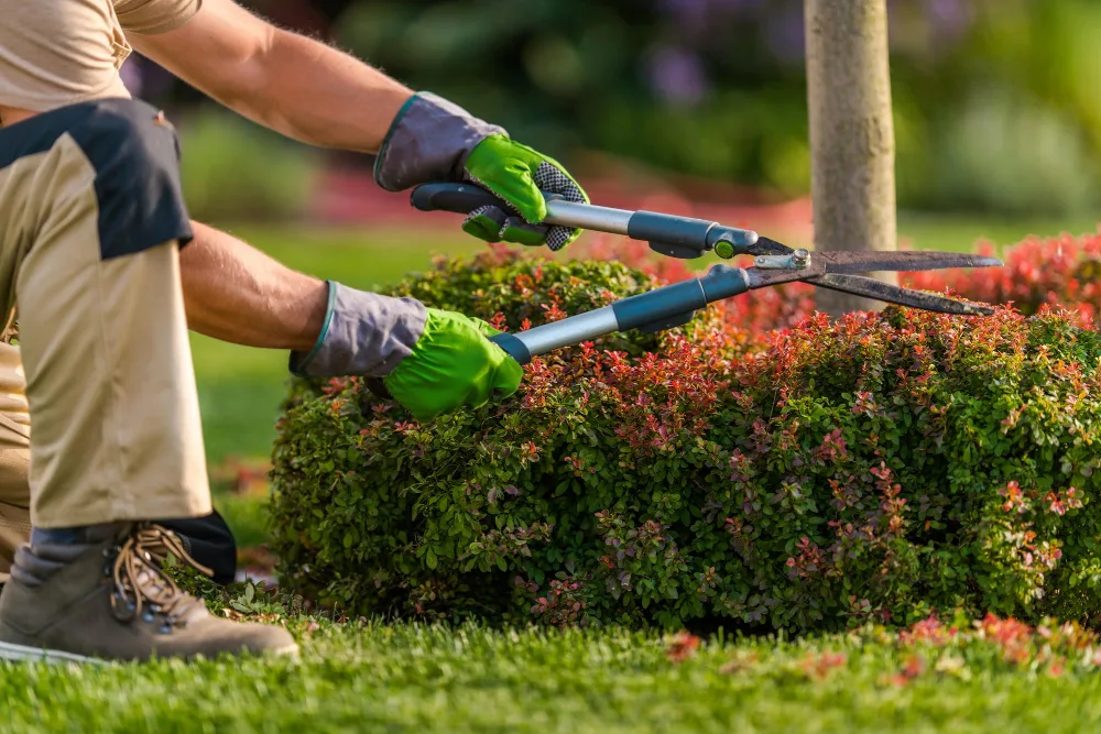 Gardening & Landscaping